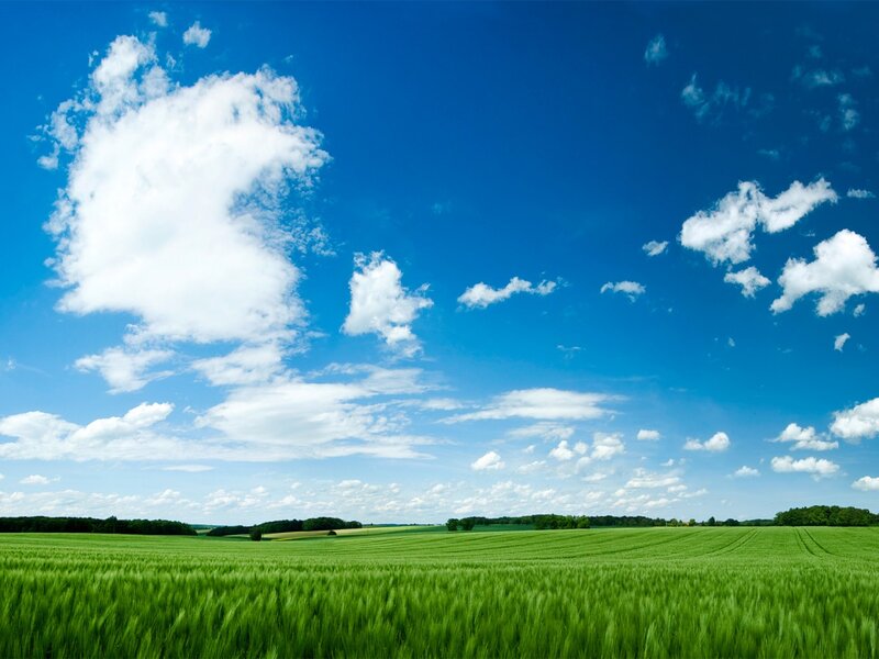 Green Wheat Field — Blue, Serene, Afternoon