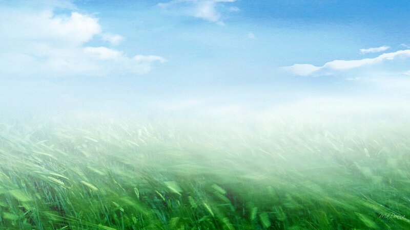 Green Wheat Field — Blue, Serene