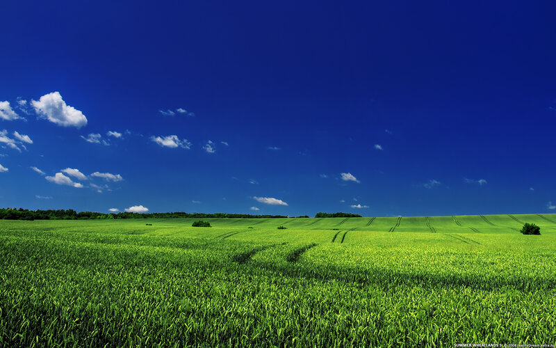 Green Wheat Field — Blue