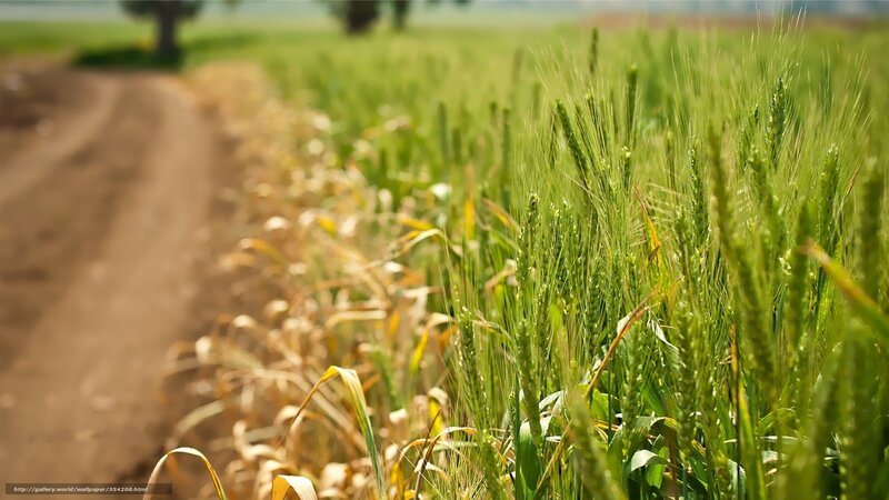 Green wheat field by dirt road