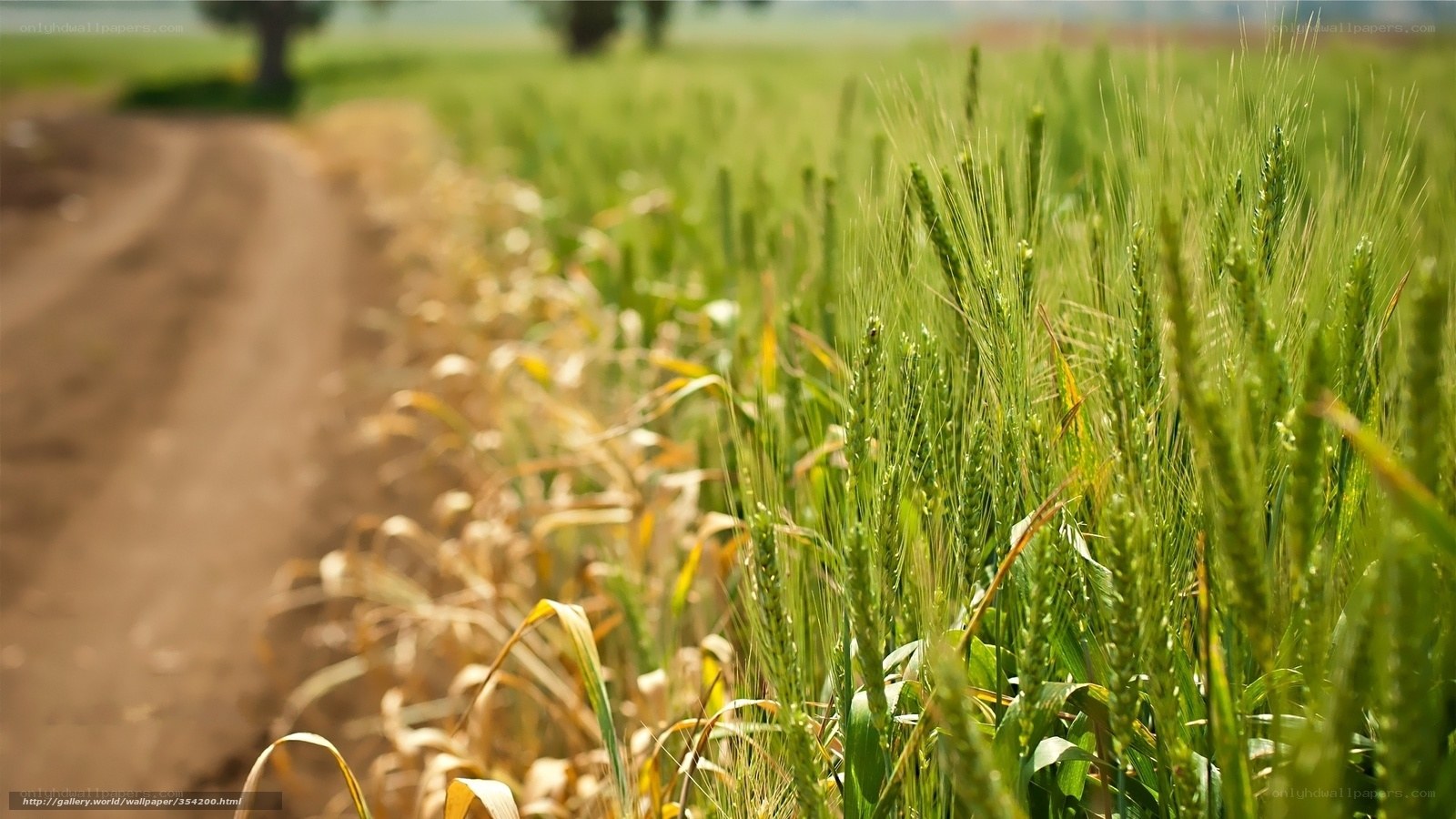 Green wheat field by dirt road