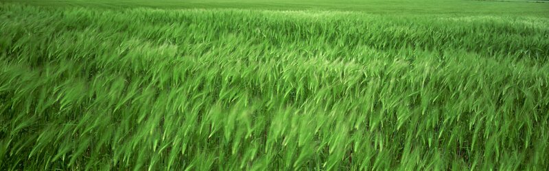 Green Wheat Field — Calm, Afternoon, Photograph, Grass
