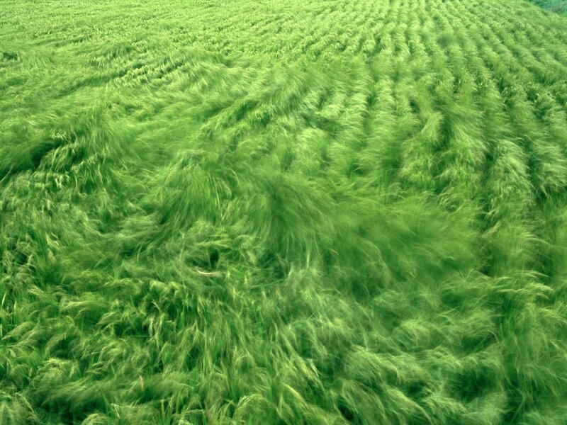 Green Wheat Field — Calm, Afternoon, Photograph
