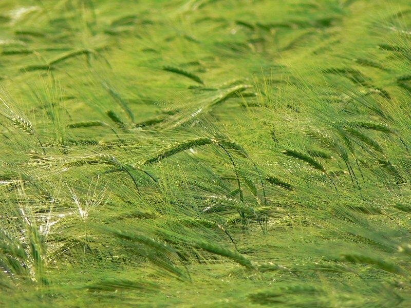 Green Wheat Field — Calm, Afternoon