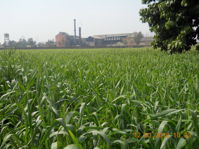 Green Wheat Field — Calm, Morning, Photograph, Factory