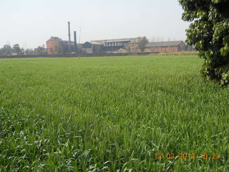 Green Wheat Field — Calm, Morning, Photograph