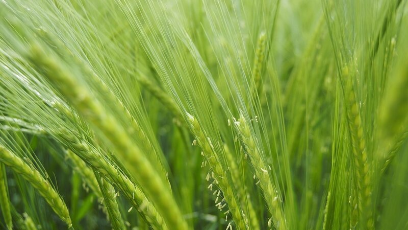 Green Wheat Field — Calm, Morning