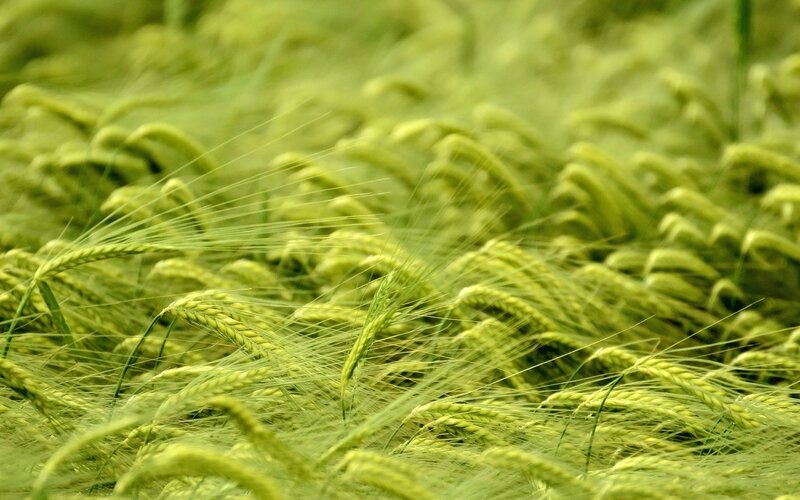 Green Wheat Field — Calm, Summer, Photograph, Grass
