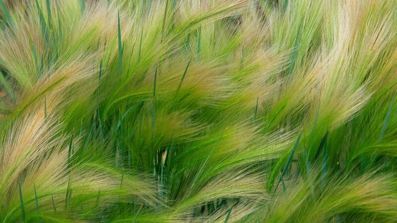 Green Wheat Field — Calm, Summer, Photograph, Grass, Wind