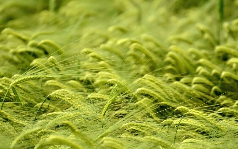 Green Wheat Field — Calm, Summer