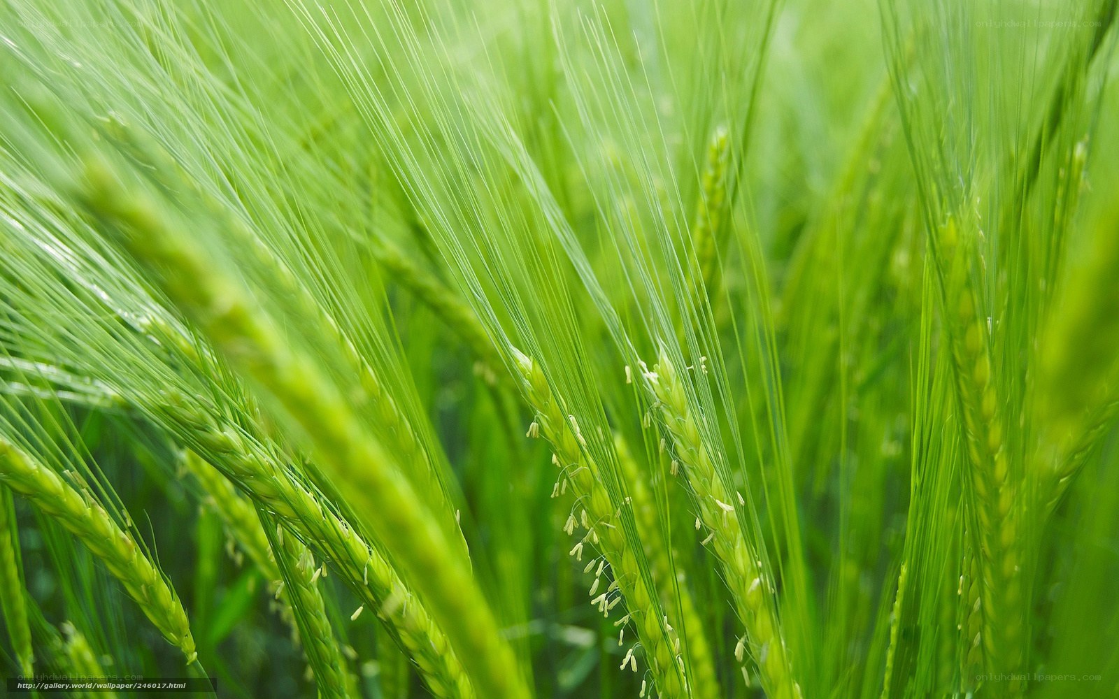 Green wheat field close-up