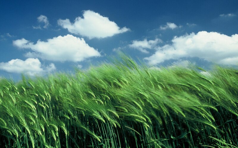 Green Wheat Field — Clouds, White