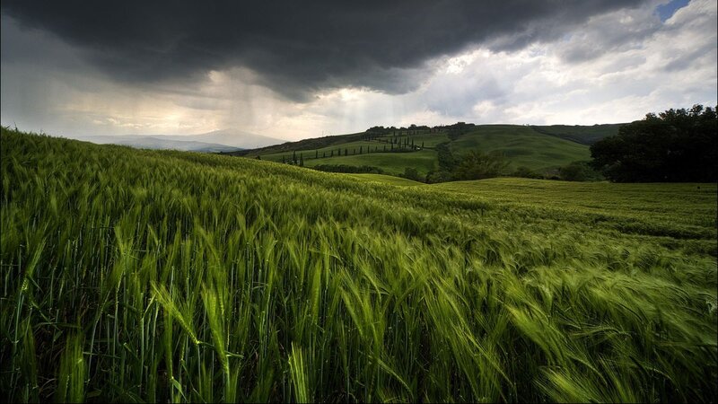 Green Wheat Field — Cypress Trees