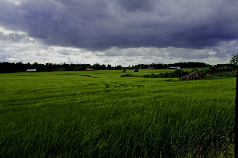 Green Wheat Field — Dramatic, Afternoon, Photograph, Clouds, Farm Buildings