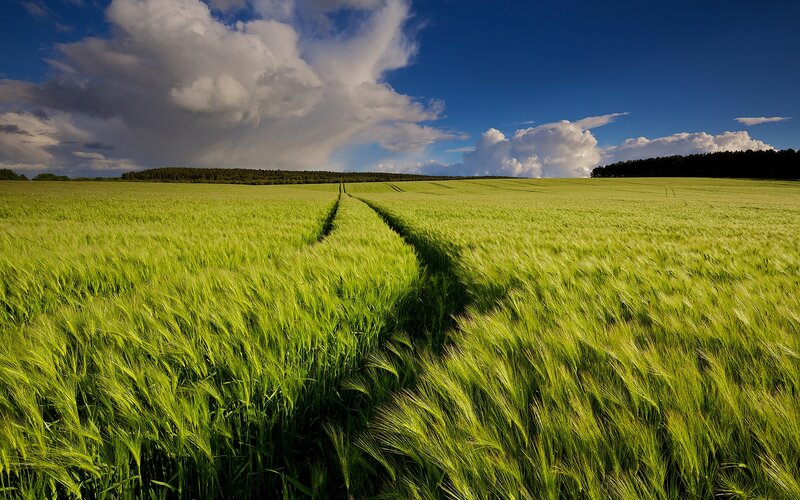 Green Wheat Field — Dramatic, Afternoon, Photograph, Clouds, Forest