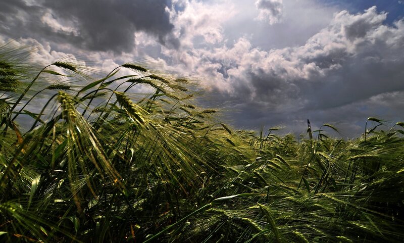 Green Wheat Field — Dramatic, Afternoon, Photograph, Clouds, Sky, Wind