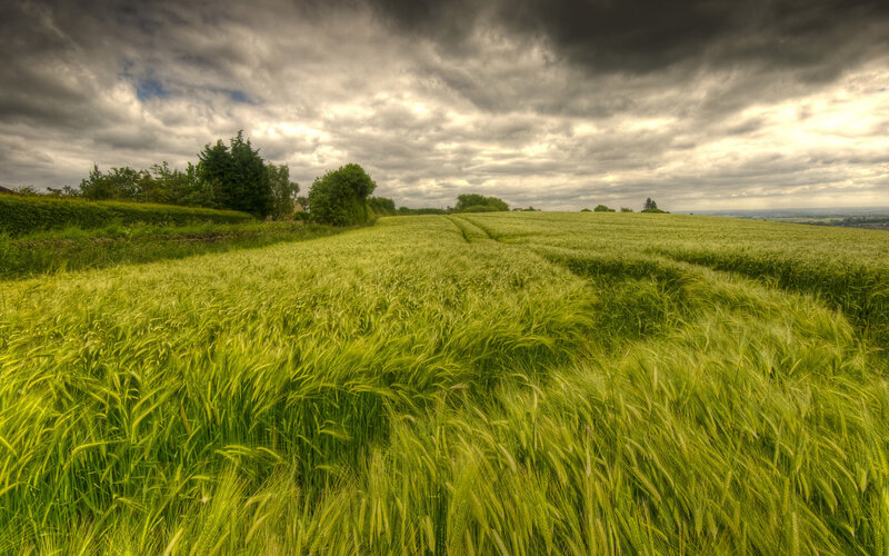 Green Wheat Field — Dramatic, Afternoon, Photograph, Clouds