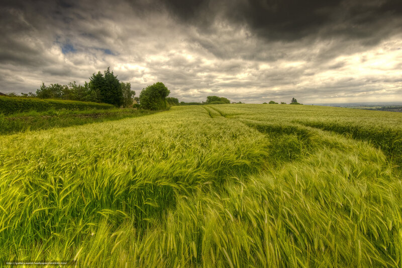 Green Wheat Field — Dramatic, Afternoon, Photograph, Clouds, Trees, Hills