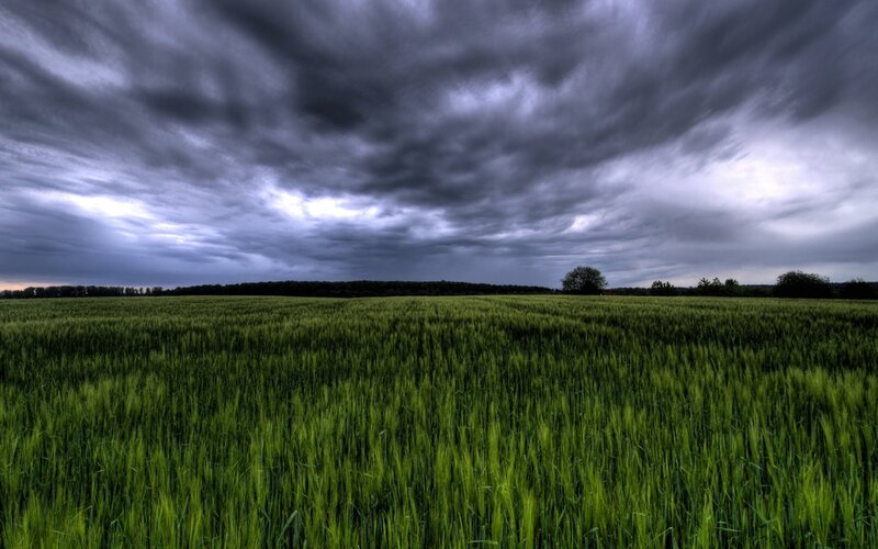 Green Wheat Field — Dramatic, Afternoon, Photograph, Clouds, Trees, Horizon, Gray