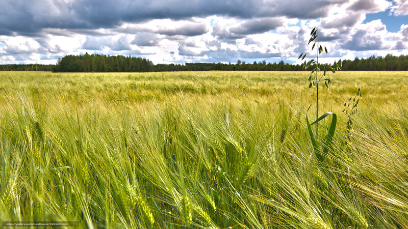 Green Wheat Field — Dramatic, Afternoon, Photograph, Clouds, Trees, Oats
