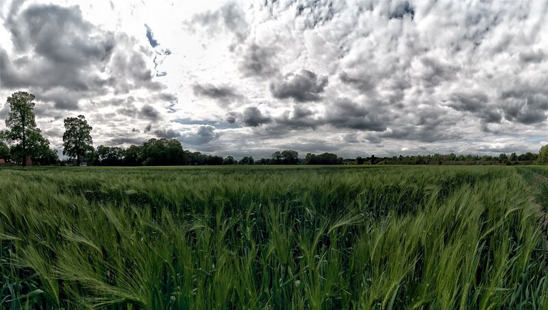 Green Wheat Field — Dramatic, Afternoon, Photograph, Clouds, Trees, Sky, Gray