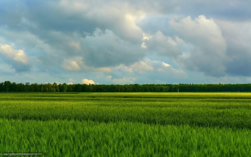 Green Wheat Field — Dramatic, Afternoon, Photograph, Clouds, Trees, Sky
