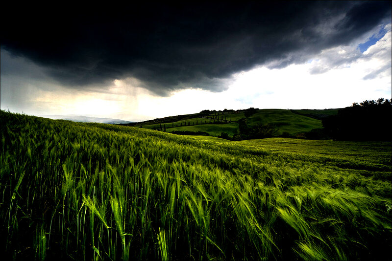 Green Wheat Field — Dramatic, Afternoon, Photograph, Hills