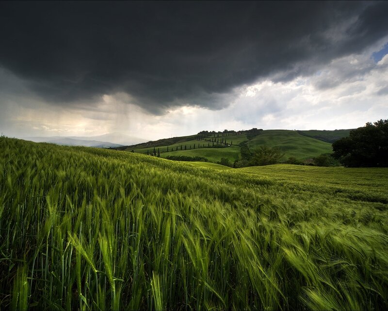 Green Wheat Field — Dramatic, Afternoon, Photograph, Rolling Hills, Dark Clouds