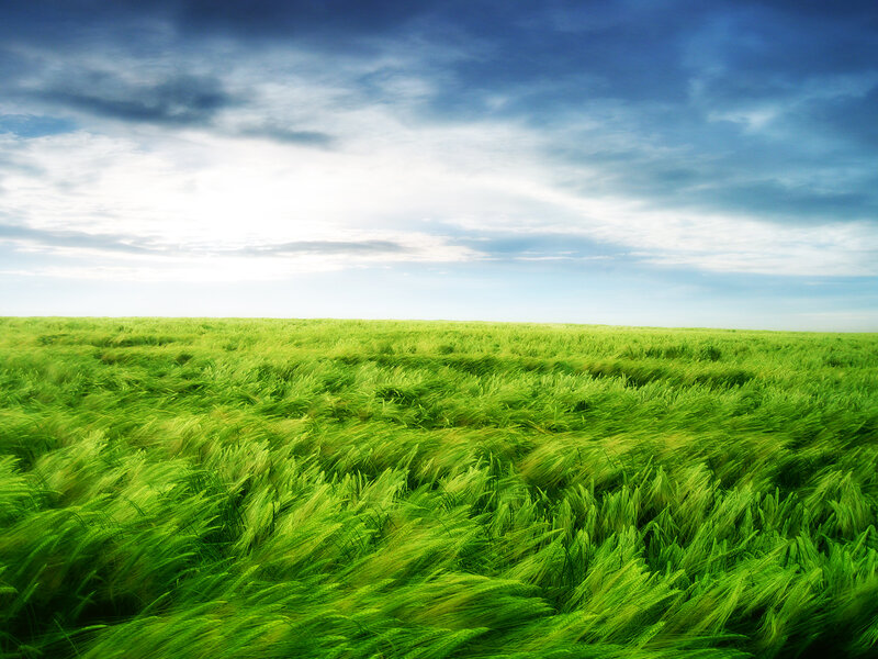 Green Wheat Field — Dramatic, Afternoon, Photograph, Sky, Clouds, Blue, White
