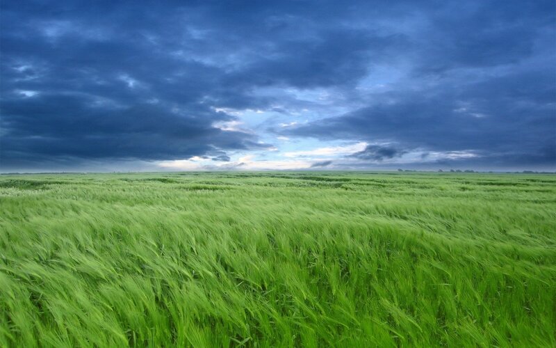 Green Wheat Field — Dramatic, Afternoon, Photograph, Sky, Clouds, Horizon, Blue