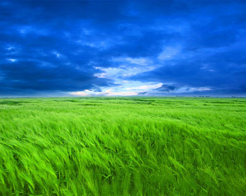 Green Wheat Field — Dramatic, Afternoon, Photograph, Sky, Clouds, Horizon