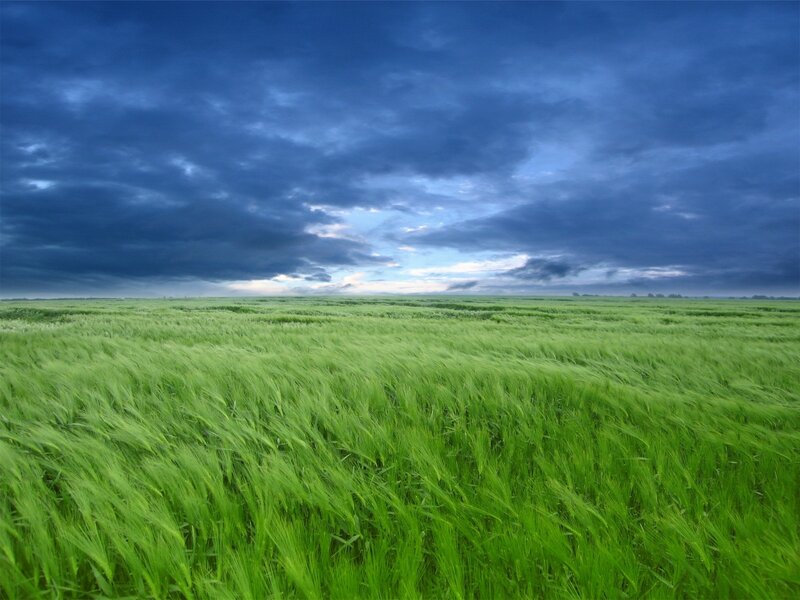Green Wheat Field — Dramatic, Afternoon, Photograph, Sky, Clouds