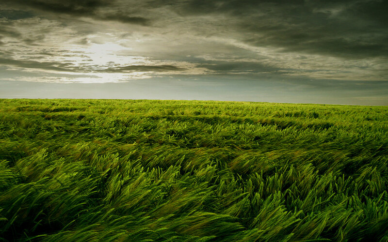 Green Wheat Field — Dramatic, Afternoon, Photograph, Sky, Clouds, Wind