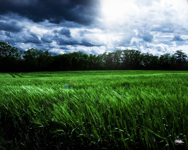 Green Wheat Field — Dramatic, Afternoon, Photograph