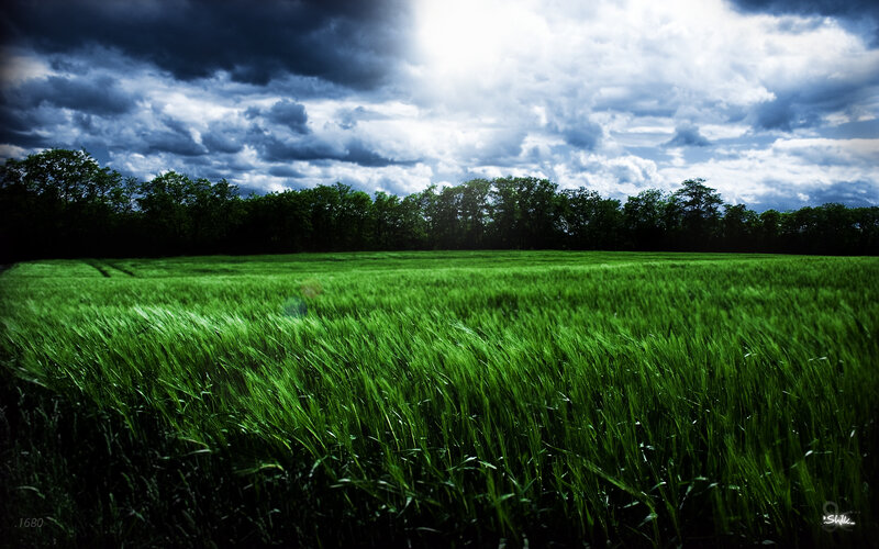 Green Wheat Field — Dramatic, Afternoon, Photograph, Trees