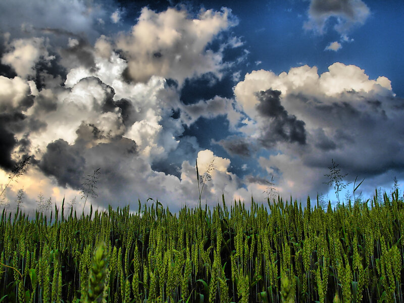 Green Wheat Field — Dramatic, Afternoon