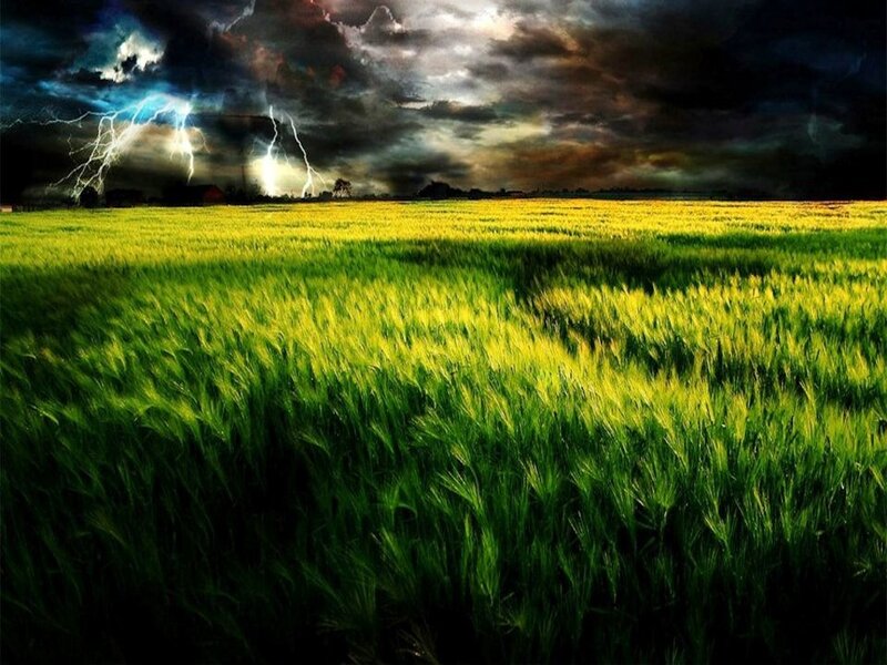 Green Wheat Field — Dramatic, Night, Photograph