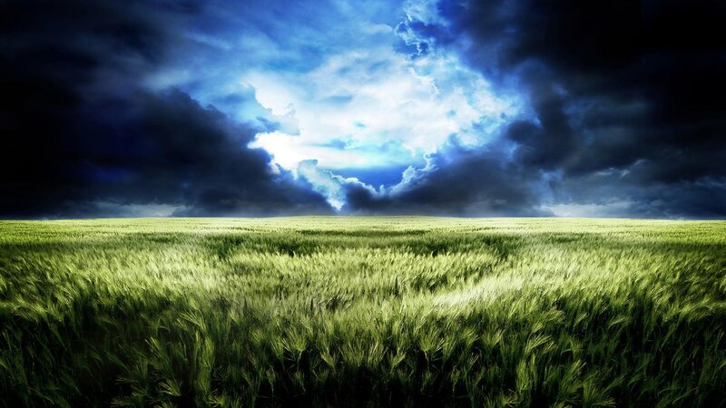 Green Wheat Field — Dramatic, Night