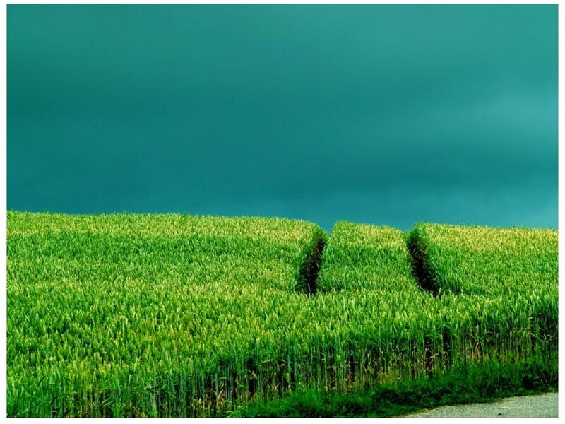Green Wheat Field — Dramatic, Photograph