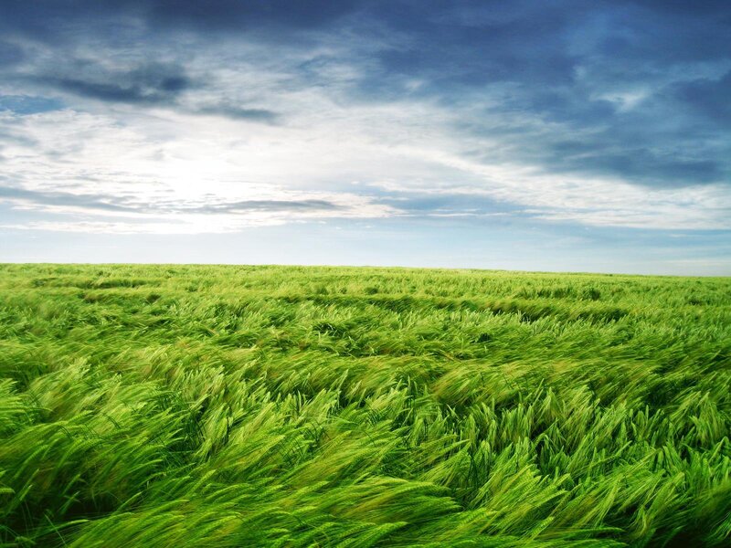 Green Wheat Field — Dramatic, Sky