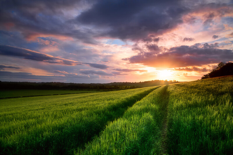 Green Wheat Field — Dramatic, Sunset, Photograph, Clouds