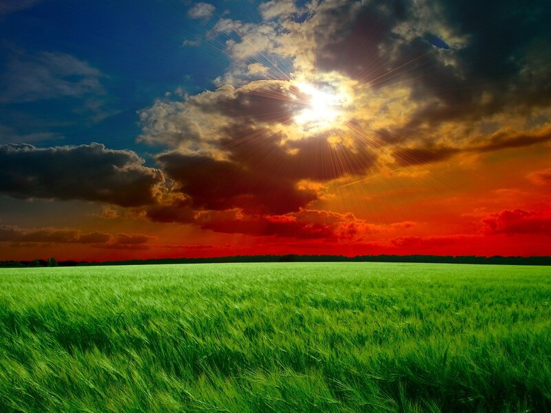 Green Wheat Field — Dramatic, Sunset, Photograph, Sun