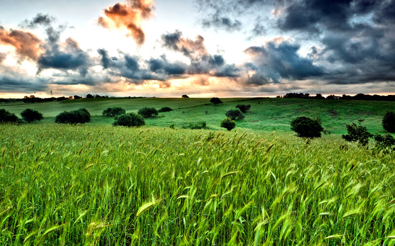 Green Wheat Field — Dramatic, Sunset, Photograph