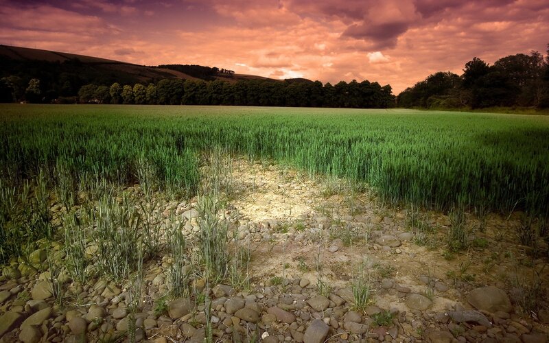 Green Wheat Field — Dramatic, Sunset, Photograph, Trees