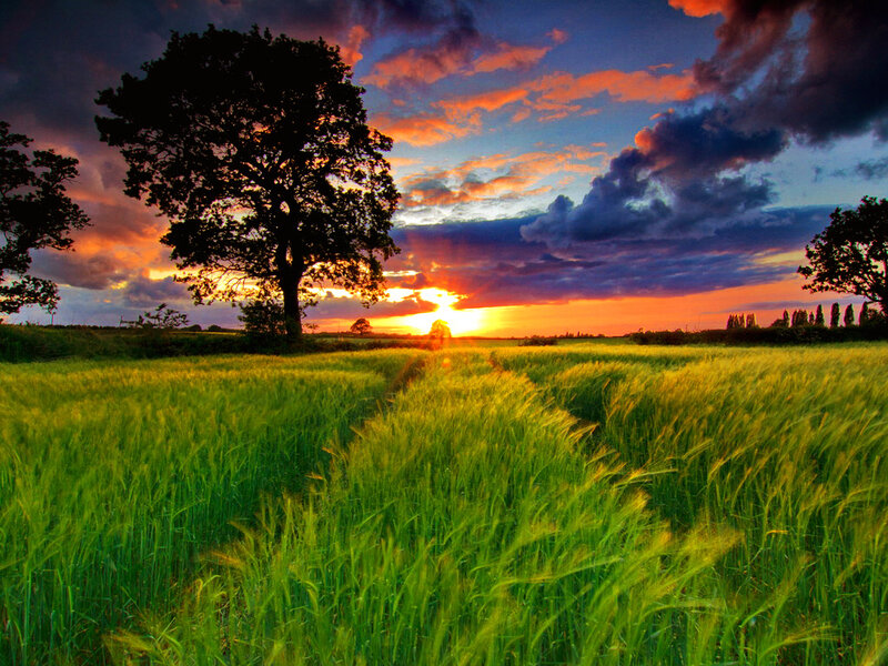 Green Wheat Field — Dramatic, Sunset