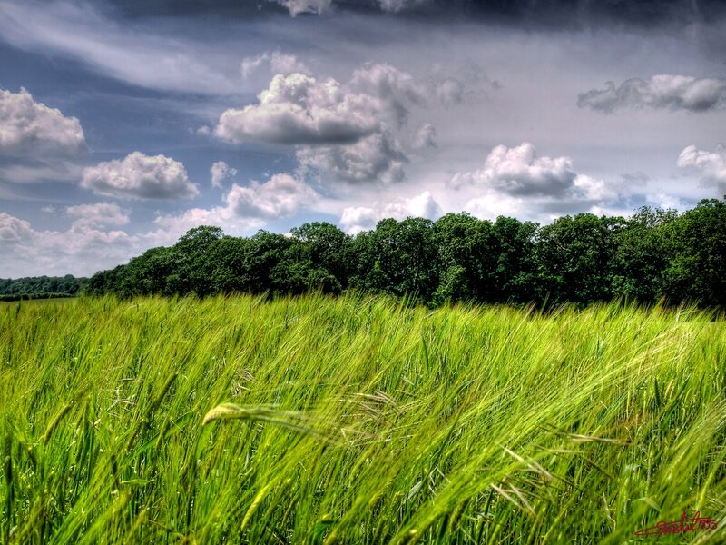 Green Wheat Field — Dramatic