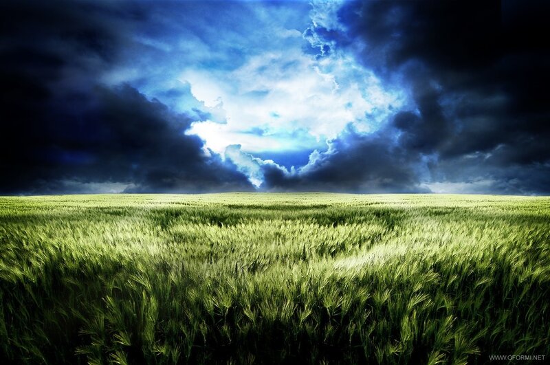 Green Wheat Field — Dramatic, White
