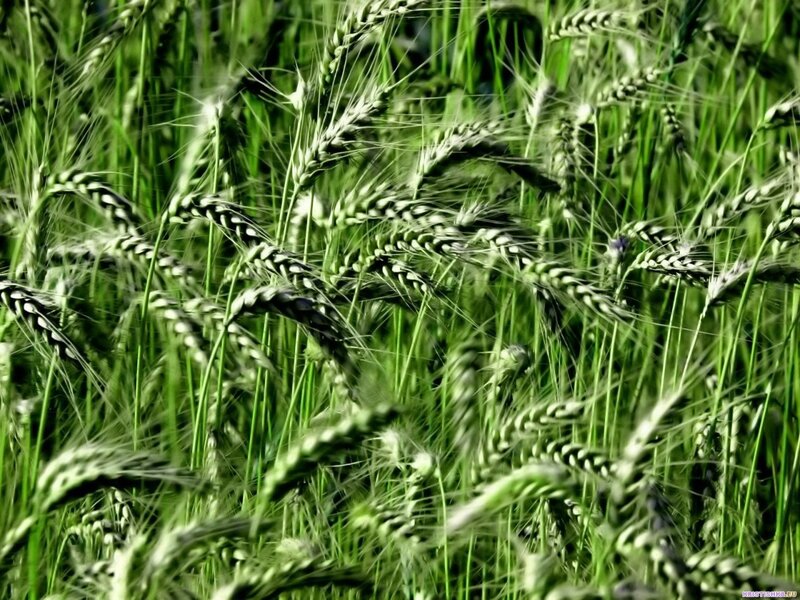 Green Wheat Field — Grass