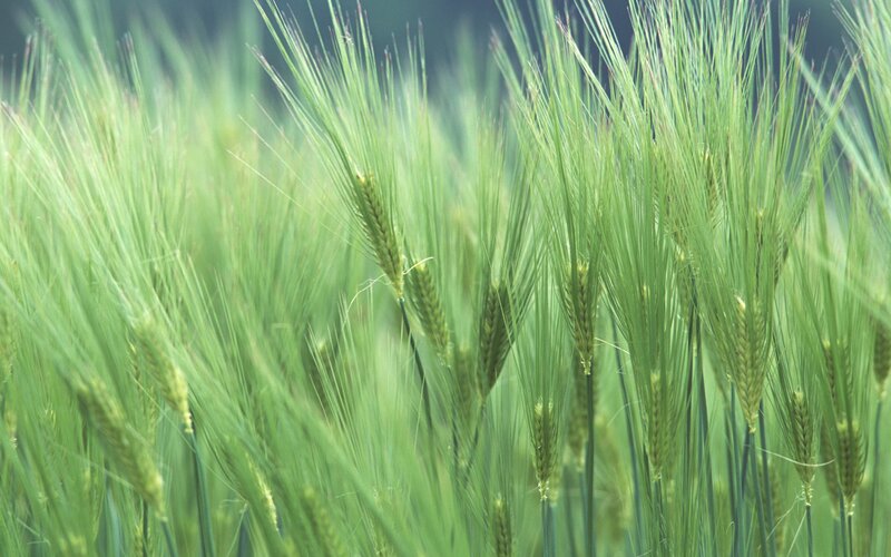 Green wheat field in bloom