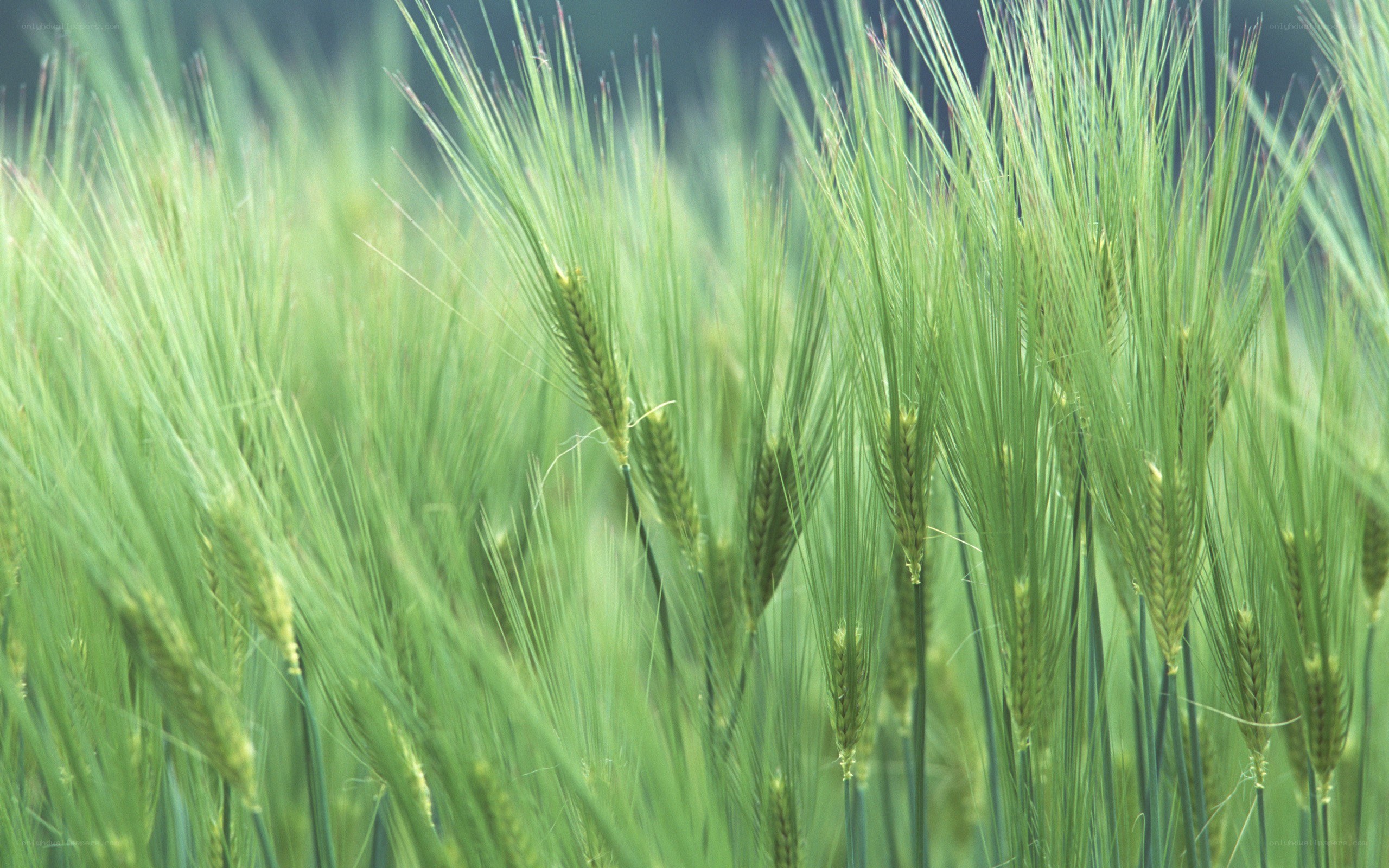 Green wheat field in bloom